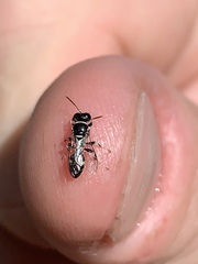 Clitemnestra bipunctata