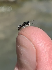 Clitemnestra bipunctata