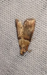 Acrobasis tumidana