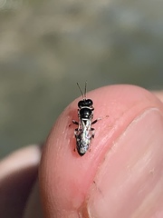 Clitemnestra bipunctata