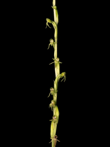 Peristylus gracilis iNat (2)