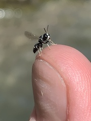 Clitemnestra bipunctata
