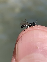 Clitemnestra bipunctata