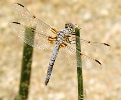 Libellula composita
