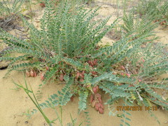 Astragalus longipetalus
