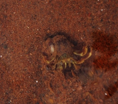 Pagurus longicarpus