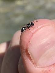 Clitemnestra bipunctata