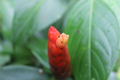 Costus scaber