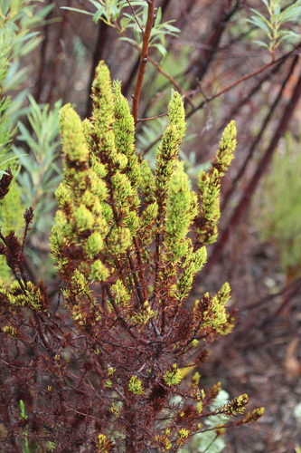 Image of Anthospermum aethiopicum by no rights reserved