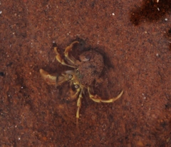 Pagurus longicarpus