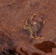Pagurus longicarpus