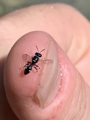 Clitemnestra bipunctata