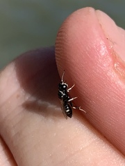 Clitemnestra bipunctata