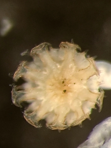Hydroides dirampha observed 2025-03-13