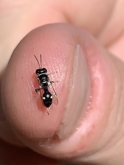 Clitemnestra bipunctata