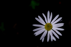 Brachyscome paludicola