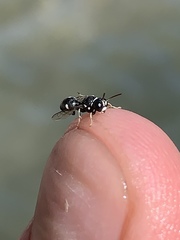 Clitemnestra bipunctata