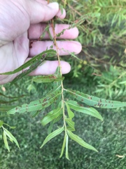 Salix