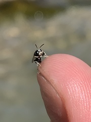Clitemnestra bipunctata