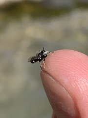 Clitemnestra bipunctata