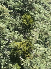 Phoradendron pauciflorum