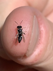 Clitemnestra bipunctata