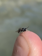 Clitemnestra bipunctata