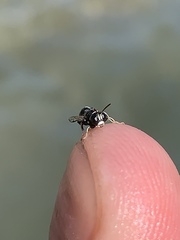 Clitemnestra bipunctata