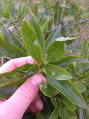 Myoporum aff insulare × laetum