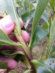 Myoporum aff insulare × laetum