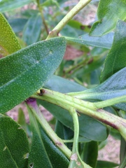 Myoporum aff insulare × laetum