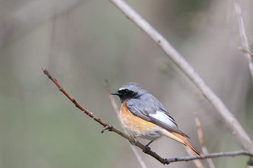 Common Redstart (Ehrenberg's)