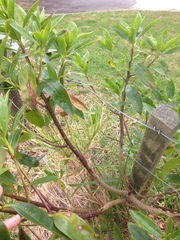 Myoporum aff insulare × laetum