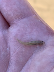 Lepidomeda mollispinis