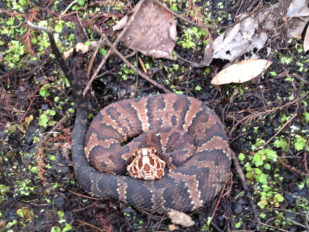 Cottonmouth (Venomous and Nonvenomous Snakes of Louisiana) · iNaturalist