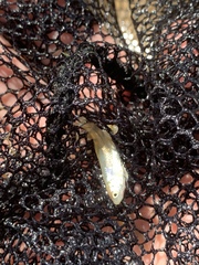 Lepidomeda mollispinis