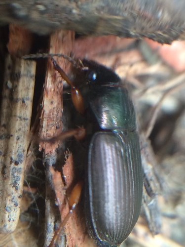 Metallic Harpalus photo 4