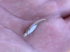 Lepidomeda mollispinis