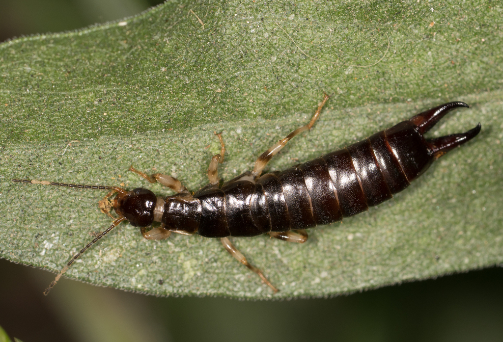 Ring-legged Earwig