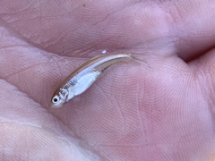 Lepidomeda mollispinis