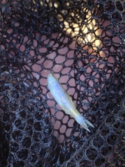 Lepidomeda mollispinis