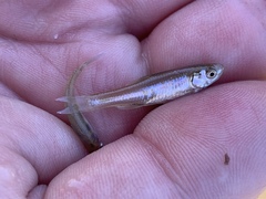 Lepidomeda mollispinis