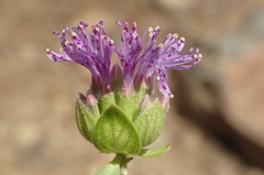 Monardella breweri lanceolata