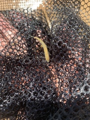 Lepidomeda mollispinis