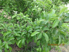 Malus orientalis