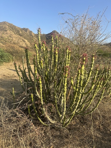 Euphorbia caducifolia