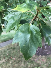 Acer rubrum