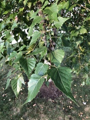 Betula pendula