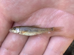 Catostomus latipinnis