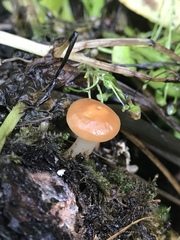 Gomphidius subroseus